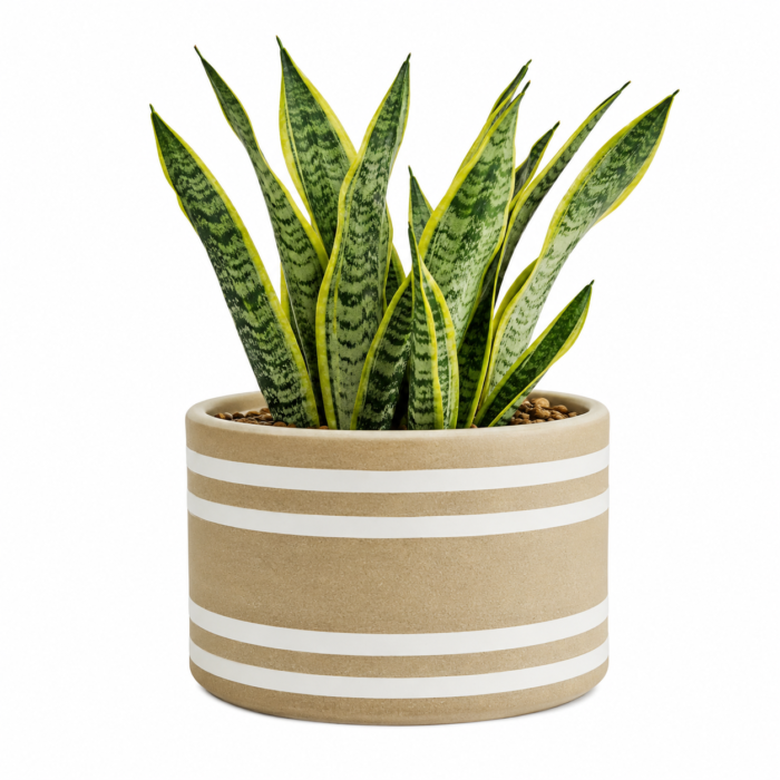 Modern Ceramic Indoor Planter Pot – Decorative Striped Plant Pot